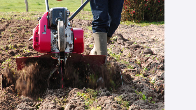 Compacte tuinfrees, tuinlocatie, close-up.